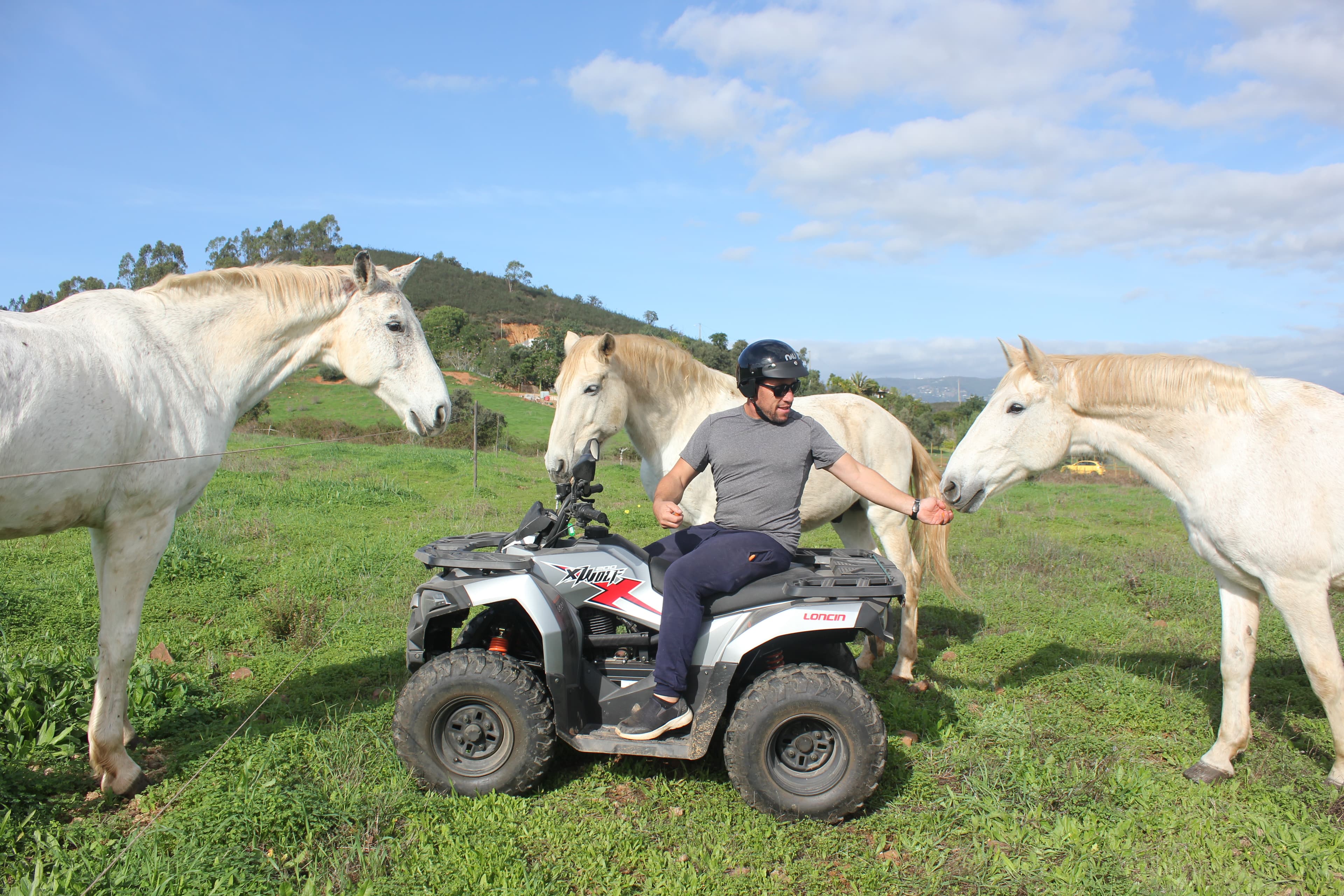 Quad bike among GM Equestrian's white rescue horses