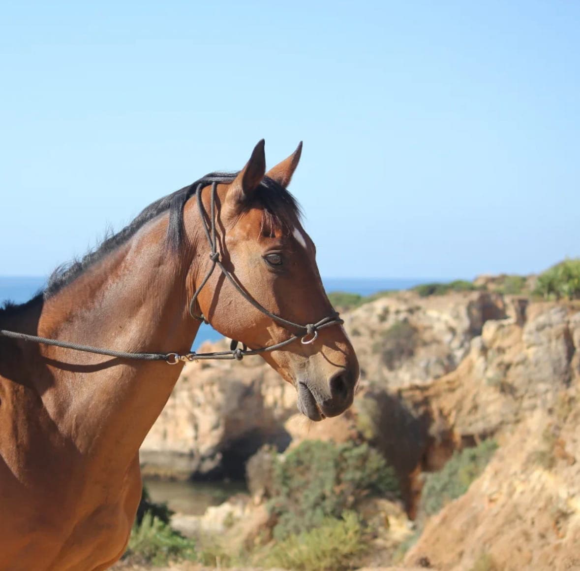 One of GM Equestrian's rescue horses